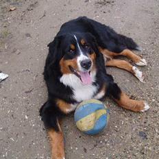 Berner sennenhund Layla