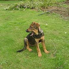 Blanding af racer Leica