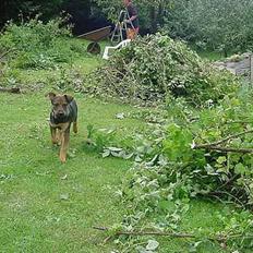 Blanding af racer Leica