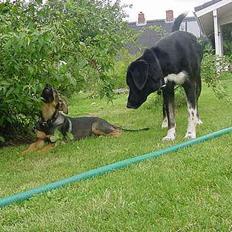 Blanding af racer Leica