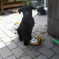 Blanding af racer Tikki