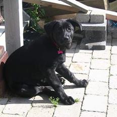 Blanding af racer Tikki