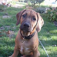 Rhodesian ridgeback Aisha