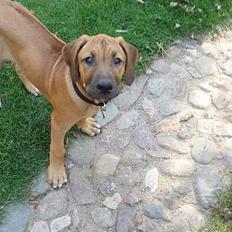 Rhodesian ridgeback Aisha