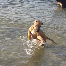 Rhodesian ridgeback Aisha