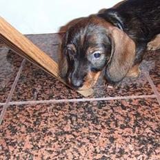 Gravhund Marrondales Tailynn <3<3