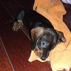 Gravhund Marrondales Tailynn <3<3