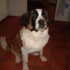 Sankt bernhardshund Lazy DØD