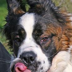 Sankt bernhardshund Lazy DØD