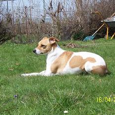 Dansk svensk gaardhund Kvicky