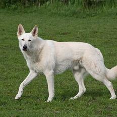 Hvid schæfer Fyrst Igor