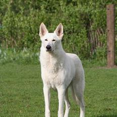 Hvid schæfer Fyrst Igor
