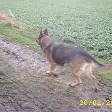 Schæferhund Tenna (DØD D.18 FED 2008)