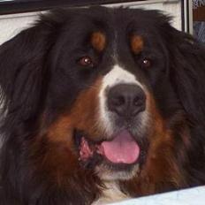 Berner sennenhund Elvis