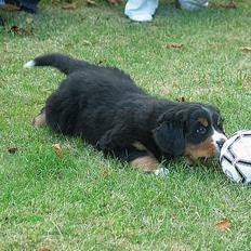 Berner sennenhund Elvis