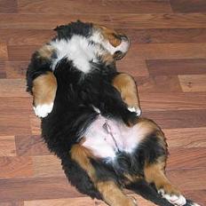 Berner sennenhund Elvis