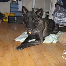 Blanding af racer Kitha   R.I.P