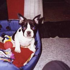 Fransk bulldog Carlo