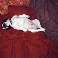 Fransk bulldog Carlo