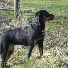 Rottweiler Dina