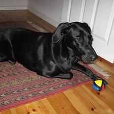 Blanding af racer Andrea (doberdor) Afdød