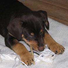 Blanding af racer Bailey