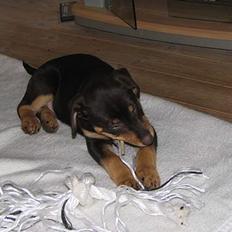 Blanding af racer Bailey