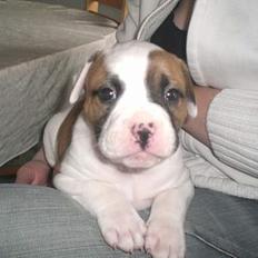 Amerikansk bulldog Cairo (R.I.P)