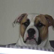 Amerikansk bulldog Cairo (R.I.P)