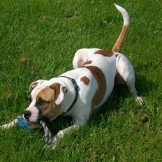 Amerikansk bulldog Cairo (R.I.P)