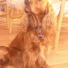 Cocker spaniel Mille --Himmelhund--