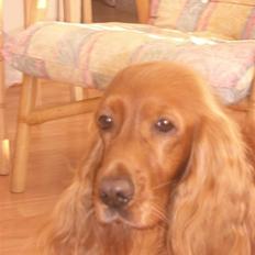 Cocker spaniel Mille --Himmelhund--