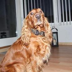 Cocker spaniel Mille --Himmelhund--