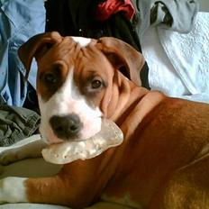 Blanding af racer tøsen