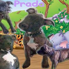 Amerikansk staffordshire terrier Prada *DØD*