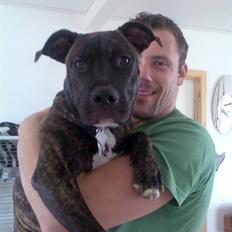 Amerikansk staffordshire terrier Prada *DØD*