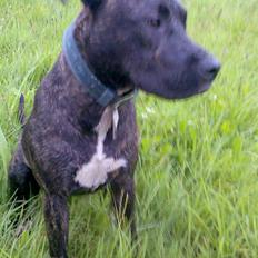 Amerikansk staffordshire terrier Prada *DØD*