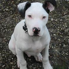 Amerikansk staffordshire terrier tjechr
