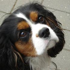Cavalier king charles spaniel Mingus