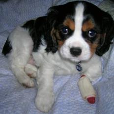 Cavalier king charles spaniel Mingus