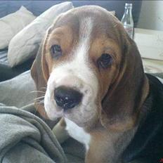 Beagle Oscar