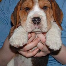 Beagle Oscar