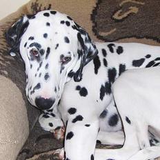 Dalmatiner cody