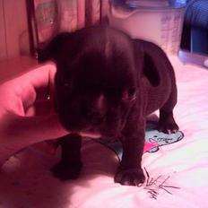 Fransk bulldog tilde
