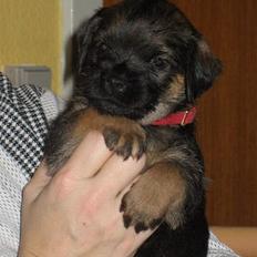 Border terrier Echo