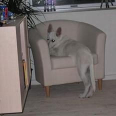 Hvid schæfer Albert