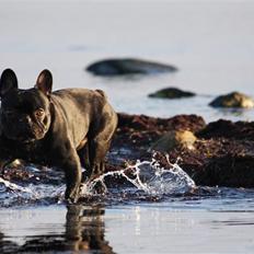 Fransk bulldog Adonis Kinibox [LOTUS] - 