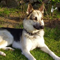 Blanding af racer Paw