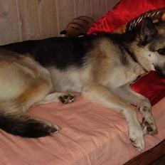 Blanding af racer Paw