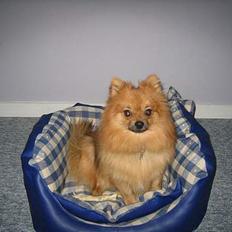 Pomeranian bobbie